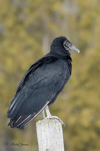 Image of black vulture