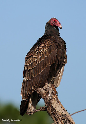 Image of turkey vulture