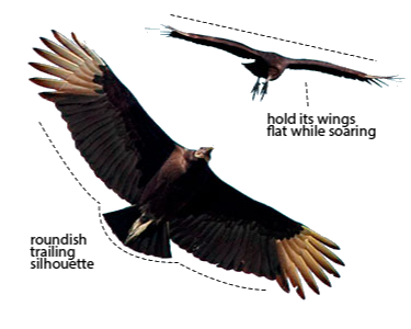 diagram of Black vulture flight