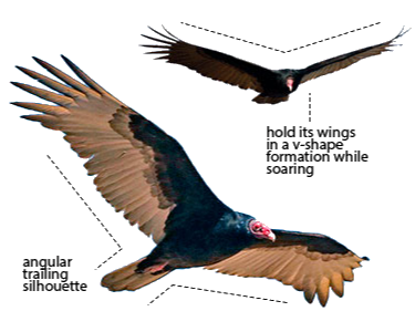 diagram of Turkey vulture flight