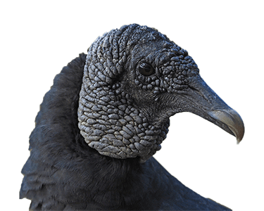 close-up of Black vulture head