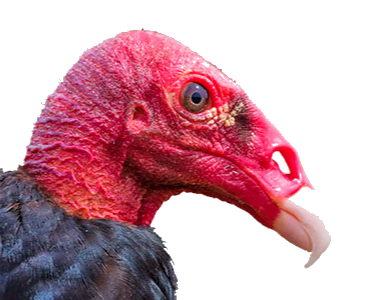 close up of Turkey vulture head