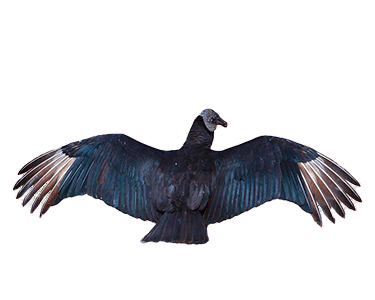 Black vulture wings