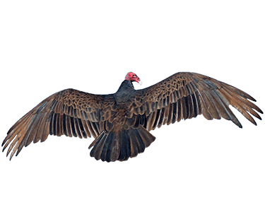 Turkey vulture wings