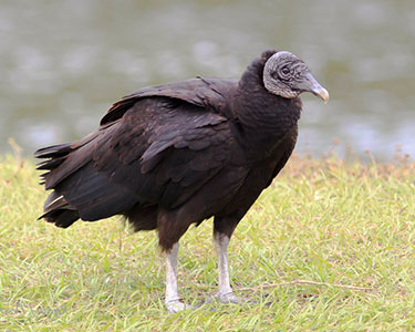 Black vulture standing