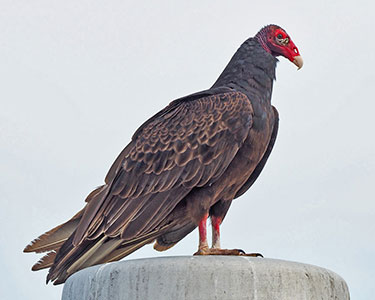 Turkey vulture standing